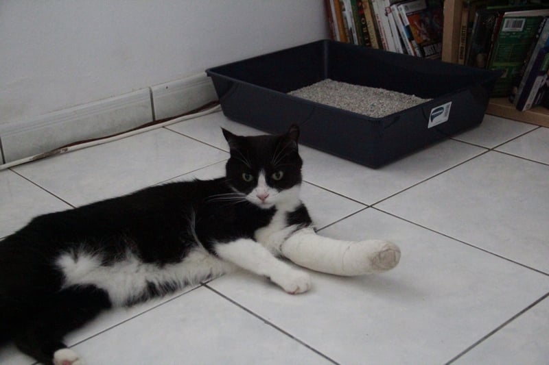 Une chatte victime d'un tir à balles réelles : Trois semaines de plâtre pour