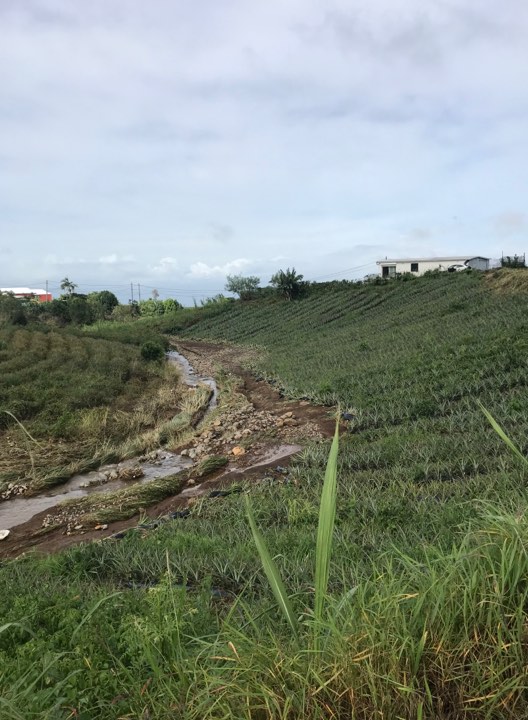 La Chambre d'agriculture demande l'état de catastrophe naturelle pour La Réunion