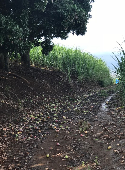 La Chambre d'agriculture demande l'état de catastrophe naturelle pour La Réunion