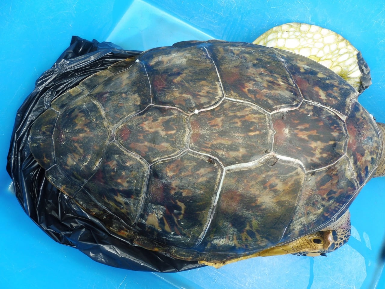 St-Pierre : Une jeune tortue verte retrouvée morte dans le port, probablement lacérée par des fils de pêche