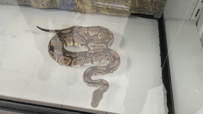 Le boa du Tampon n’est pas identifié. Un python récupéré à la Bretagne