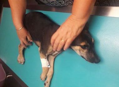 [VIDEO] Le Tampon : Un chiot paralysé, frappé à coups de barre de fer…