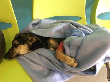[VIDEO] Le Tampon : Un chiot paralysé, frappé à coups de barre de fer…