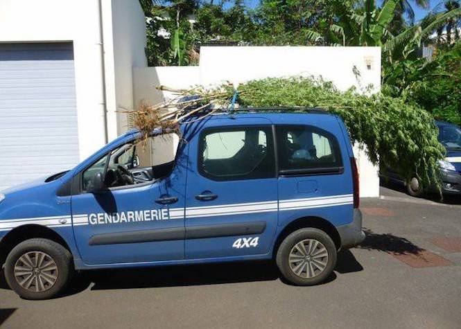 Saisies de pieds de zamal en série pour les gendarmes