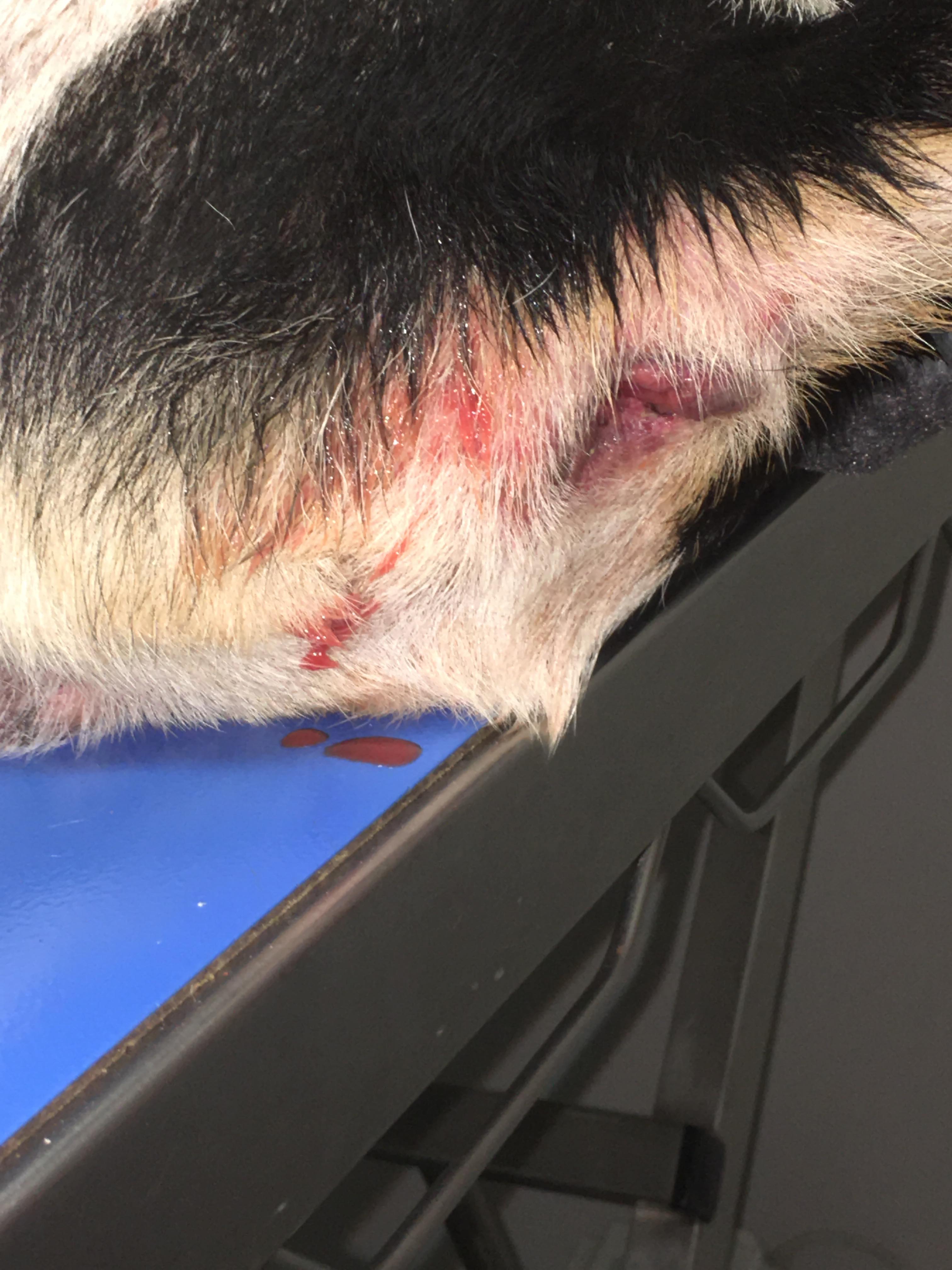 Un chien mutilé: balle de plomb, plaie et anus ensanglanté