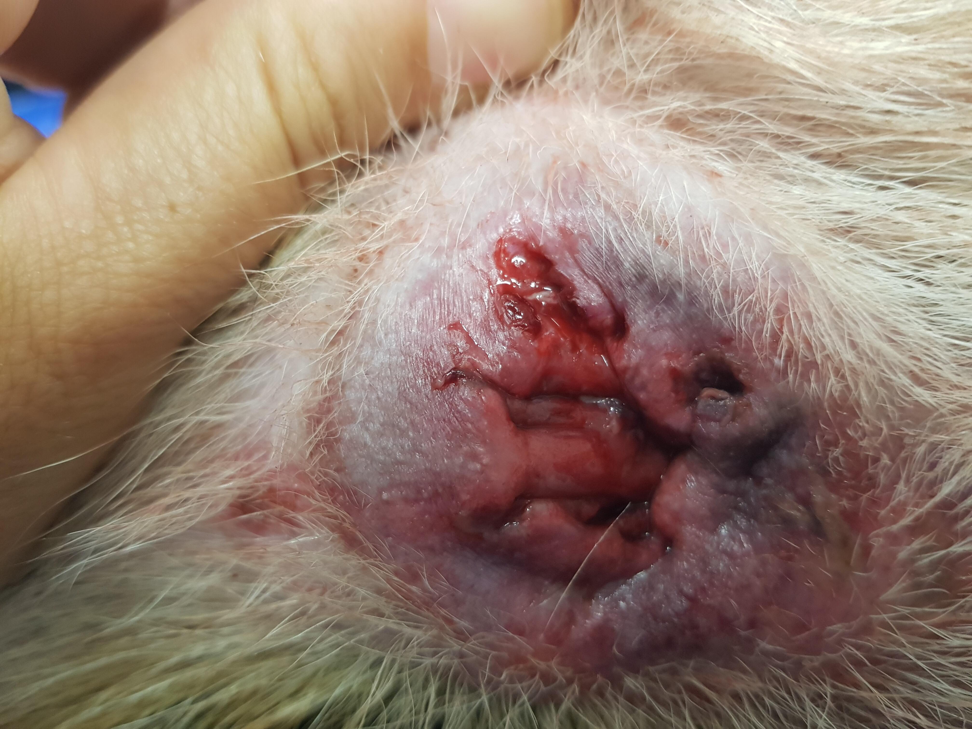Un chien mutilé: balle de plomb, plaie et anus ensanglanté