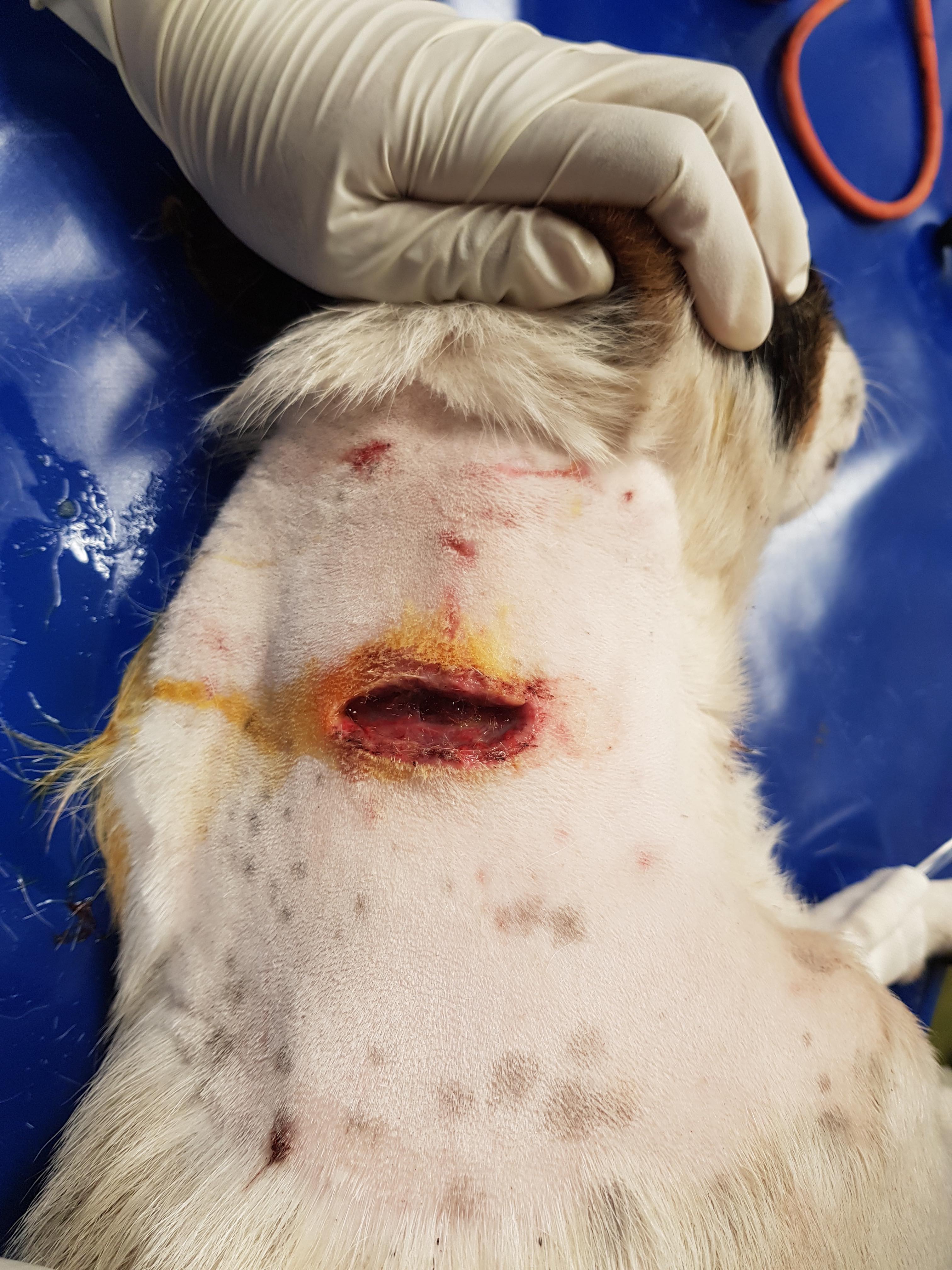 Un chien mutilé: balle de plomb, plaie et anus ensanglanté