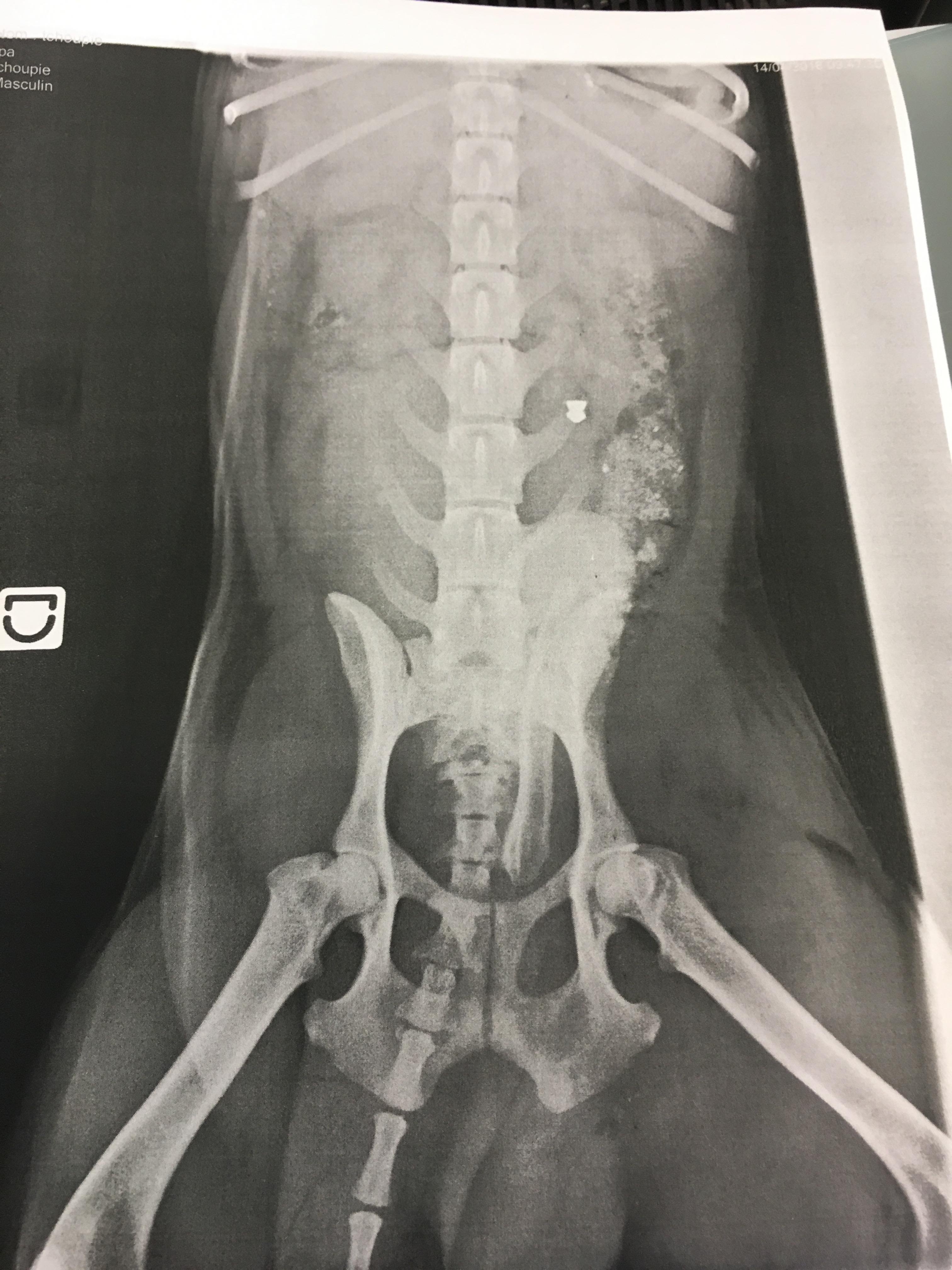 Un chien mutilé: balle de plomb, plaie et anus ensanglanté
