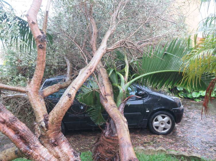 Le Tampon: Une twingo prise au piège sous des arbres