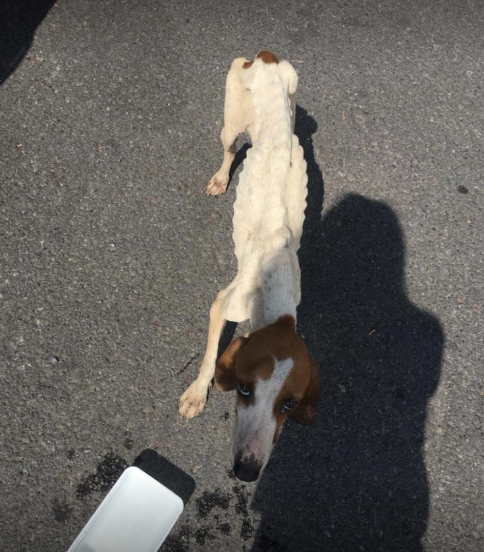 Vidéo choc de l'errance animale, une chienne se nourrit sur un cadavre