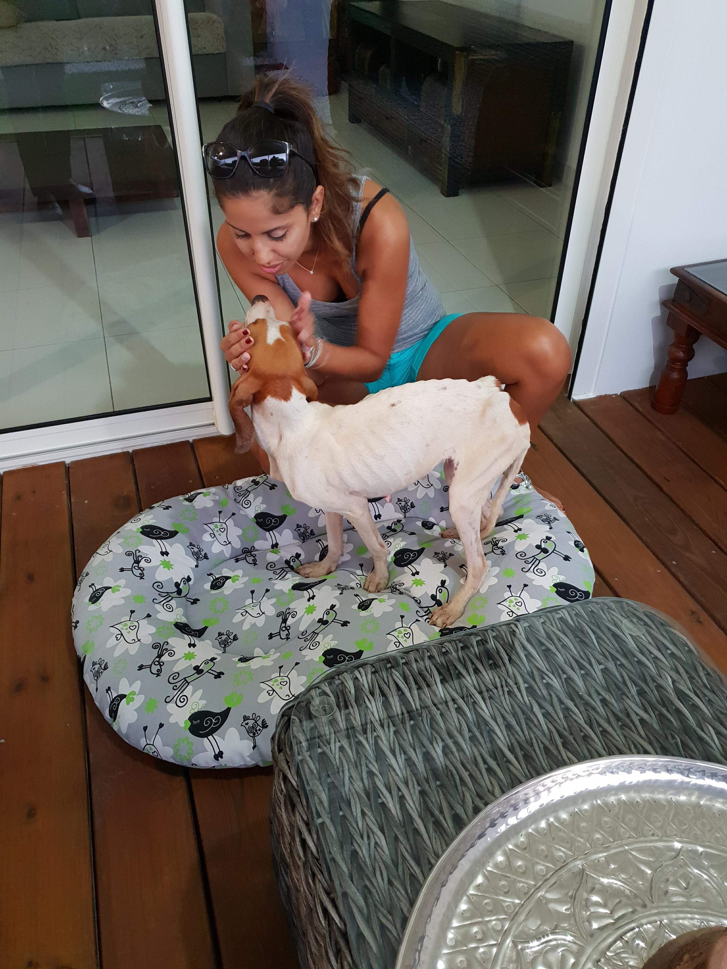 Vidéo choc de l'errance animale, une chienne se nourrit sur un cadavre