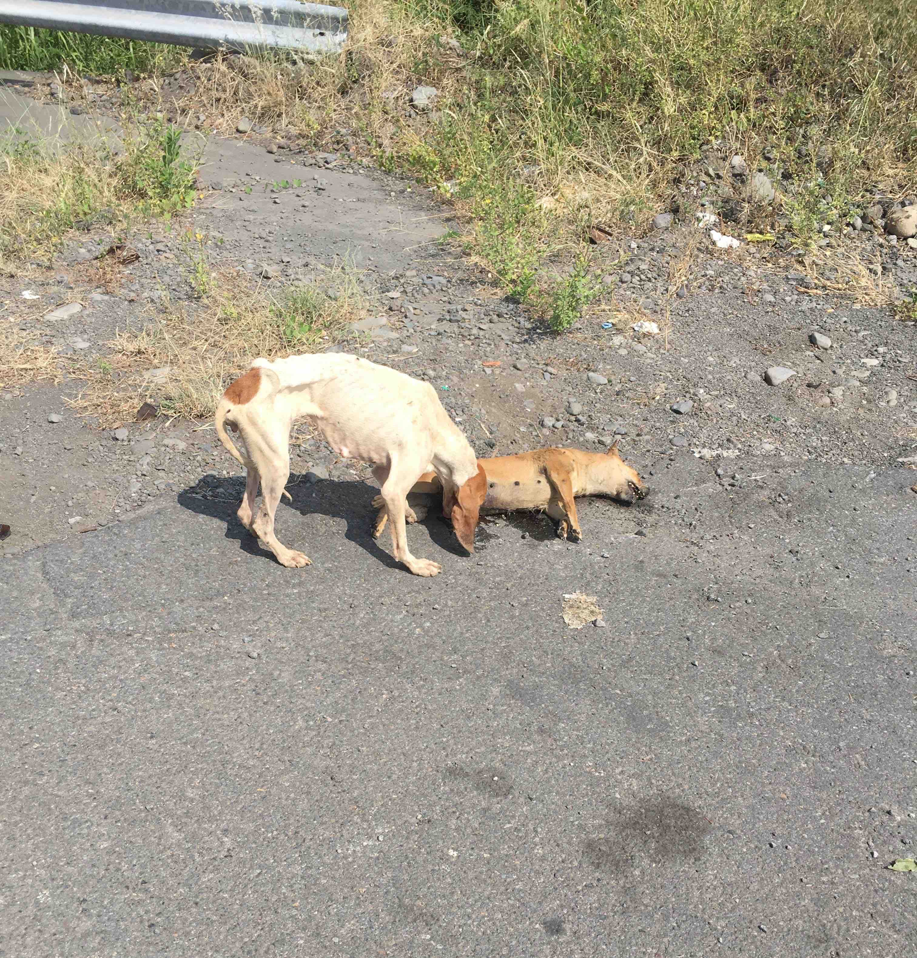 Vidéo choc de l'errance animale, une chienne se nourrit sur un cadavre