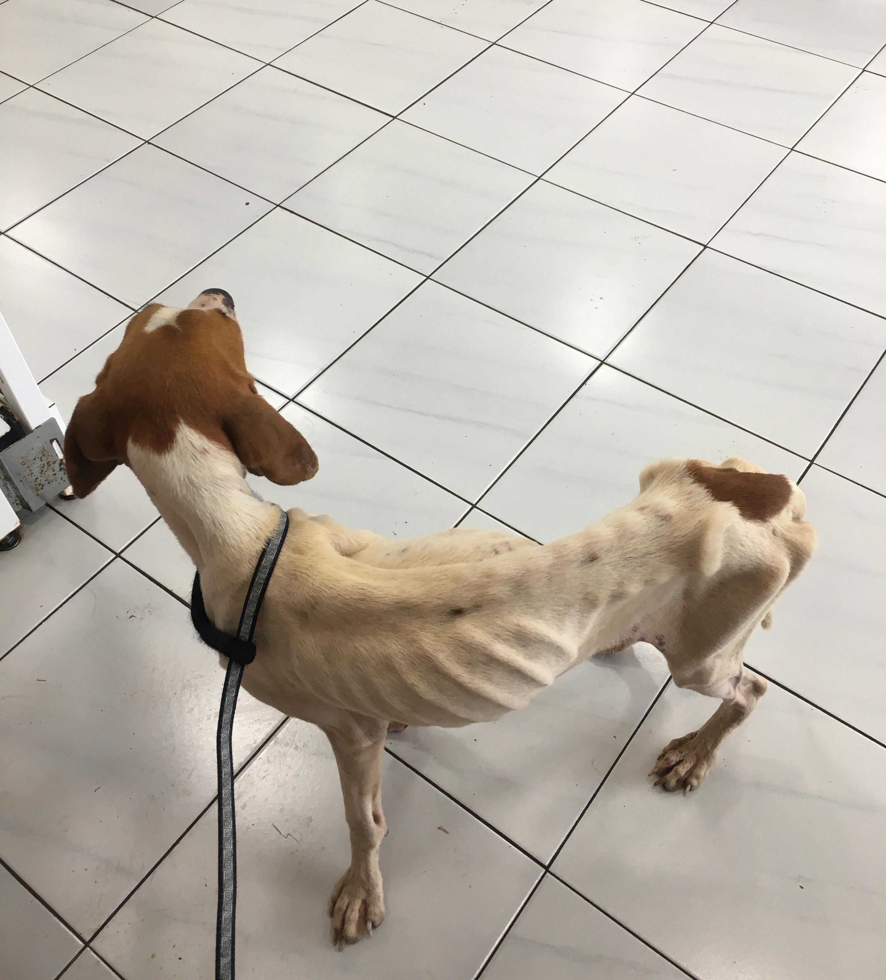 Vidéo choc de l'errance animale, une chienne se nourrit sur un cadavre