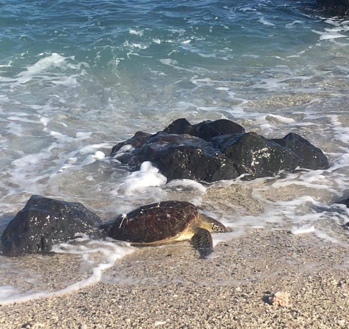 Une tortue vient mourir sur la plage, la carapace enfoncée par une hélice