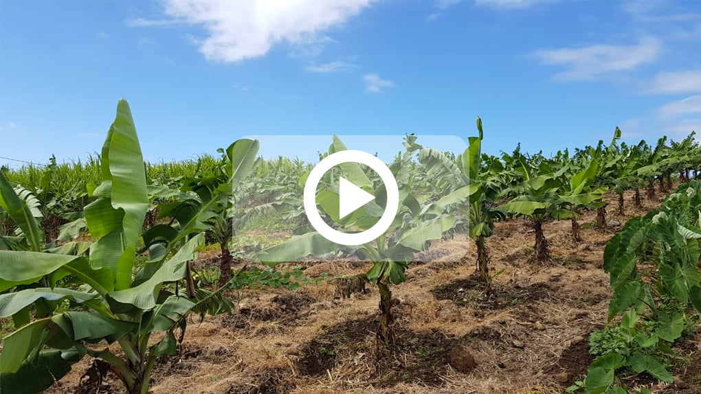 La production de bananes en berne