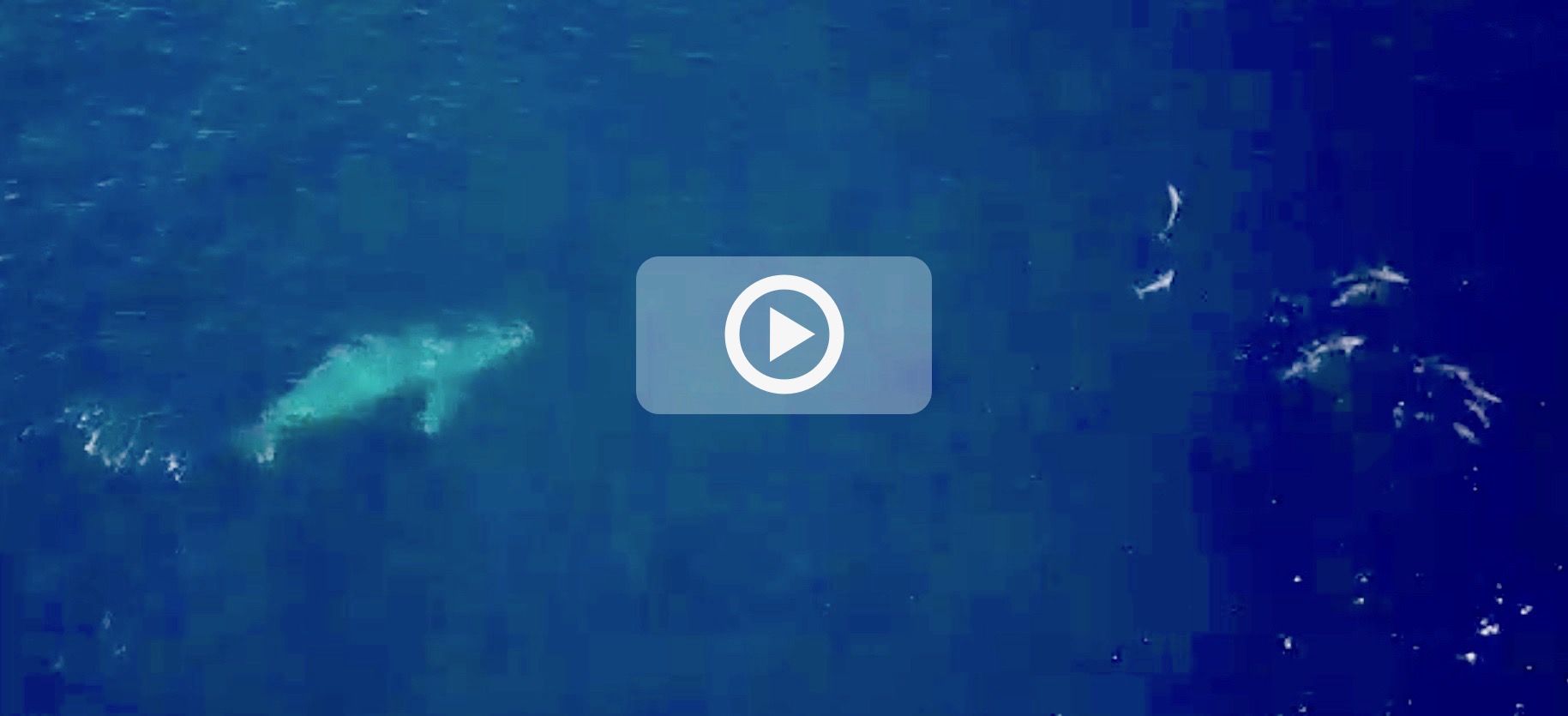 Une baleine s'amuse avec des dauphins au large de la côte Ouest