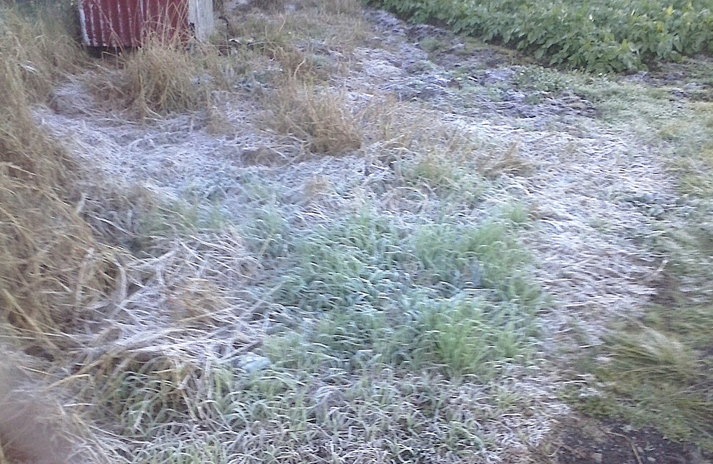 Plaine des Cafres : Températures négatives dans la nuit, matin givré