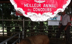 Résultats du 3ème Concours d’animaux de boucherie