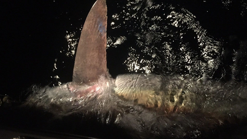 Un requin cuivre pêché puis relâché à Trois-Bassins