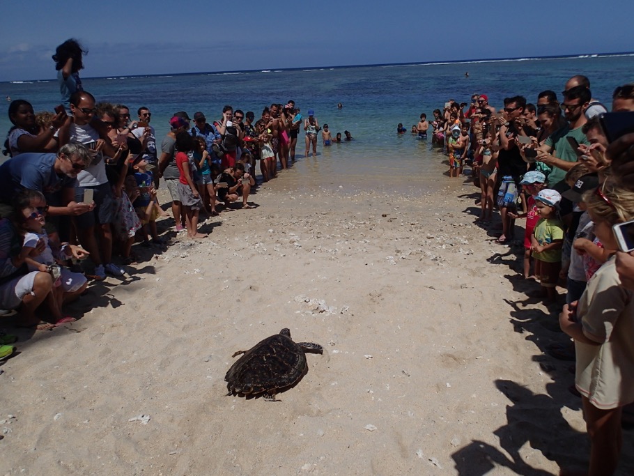 La jeune tortue Moana-Maethys a rejoint l'océan 