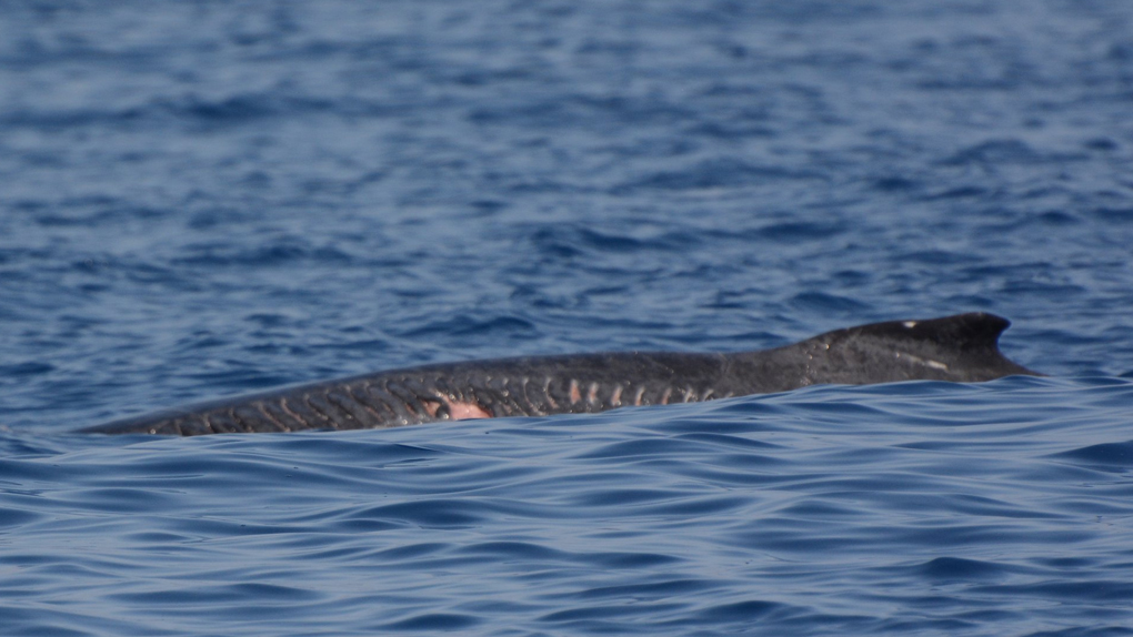 ? Un baleineau blessé lors d'une collision avec un bateau