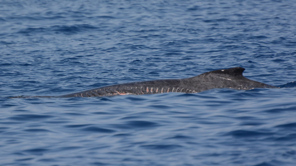 ? Un baleineau blessé lors d'une collision avec un bateau