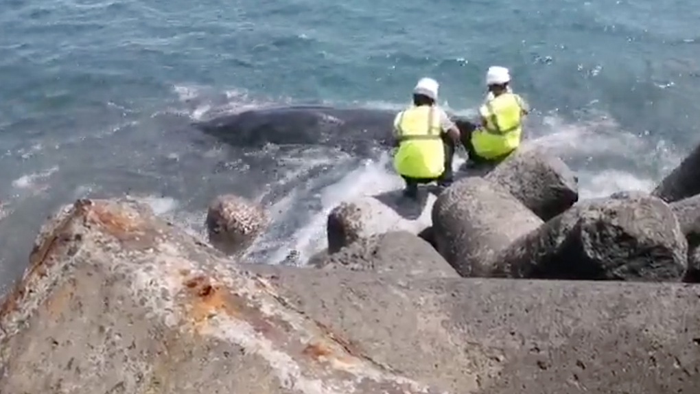 ?? La baleine juvénile est morte