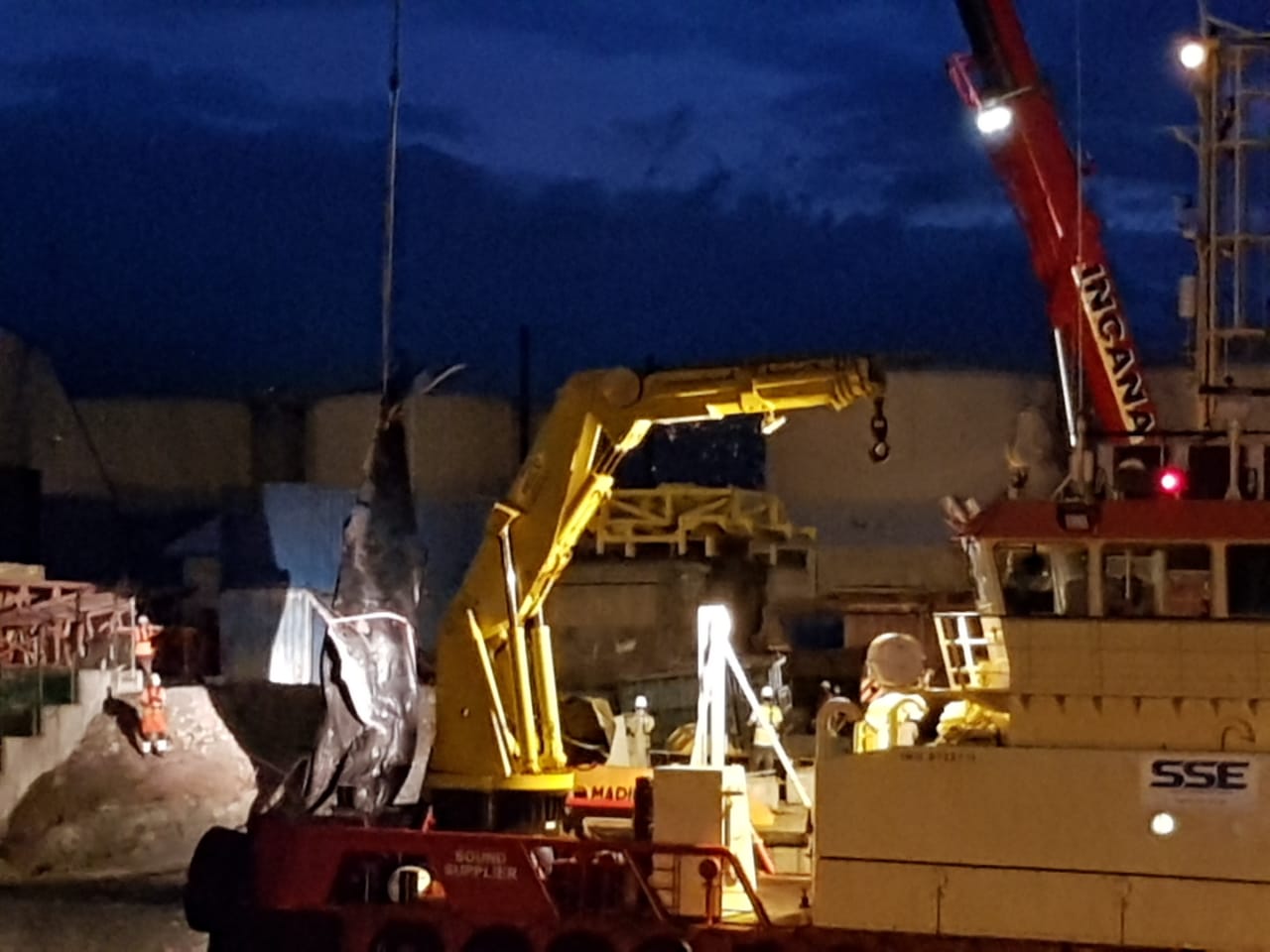 ?? Les images spectaculaires du baleineau qui glisse et s'écrase sur le quai