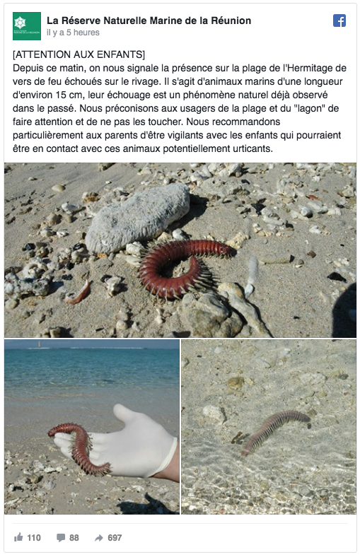 Méfiez-vous des vers de feu sur la plage de l’Hermitage