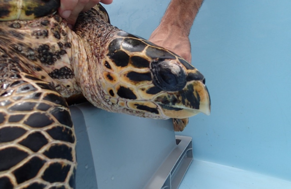 Signalée il y a plusieurs jours, une tortue imbriquée peut enfin être soignée