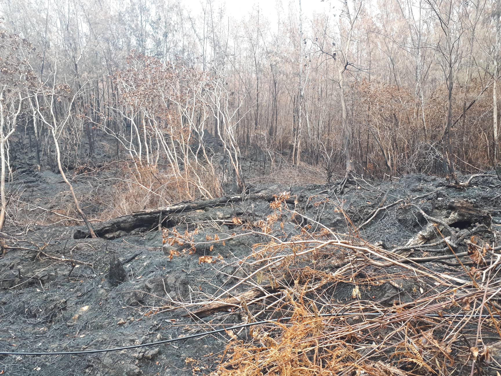 ?  Incendie Grand Brulé: L'ONF va étudier l'impact sur la faune et la flore