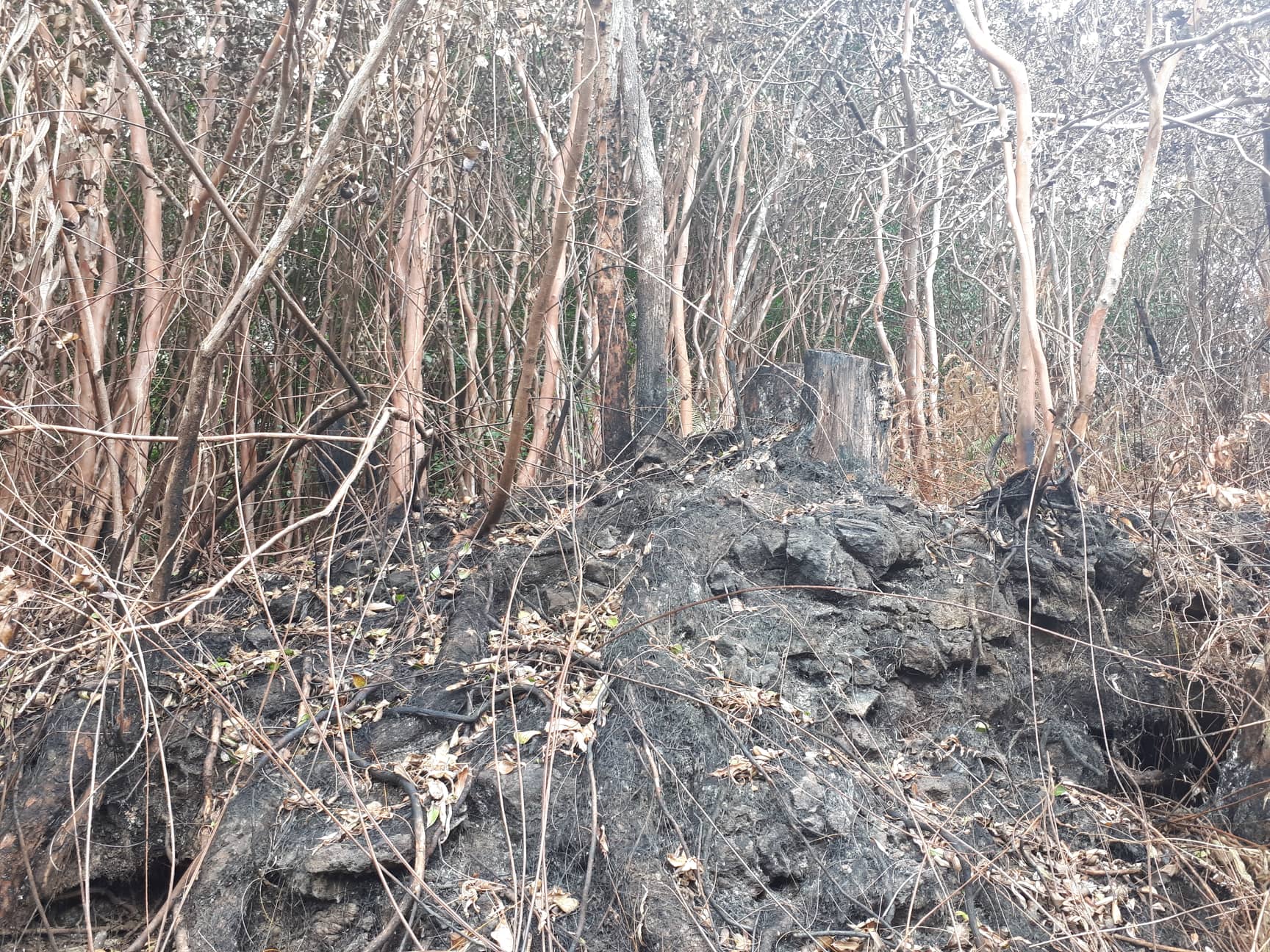 ?  Incendie Grand Brulé: L'ONF va étudier l'impact sur la faune et la flore