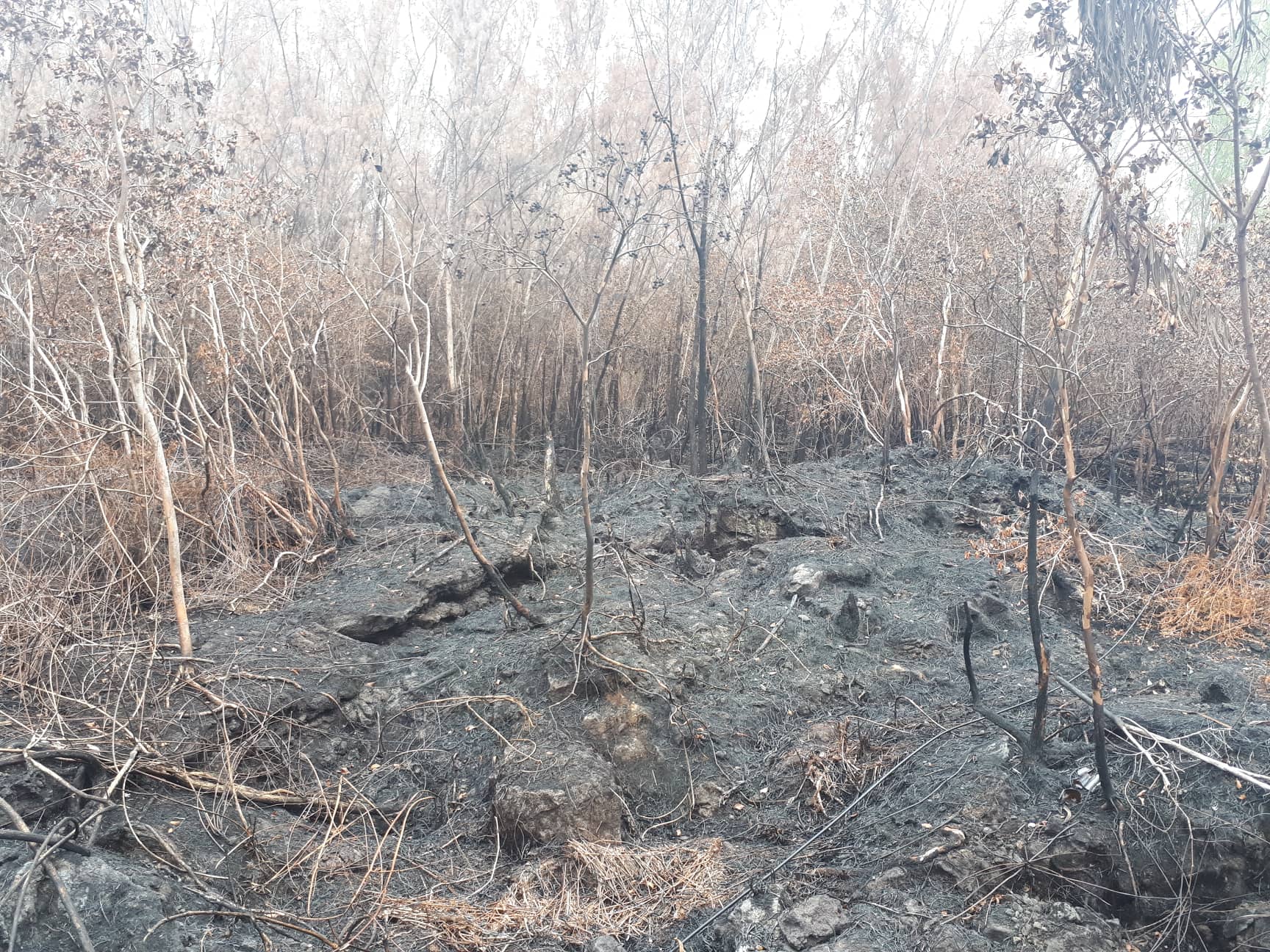 ?  Incendie Grand Brulé: L'ONF va étudier l'impact sur la faune et la flore