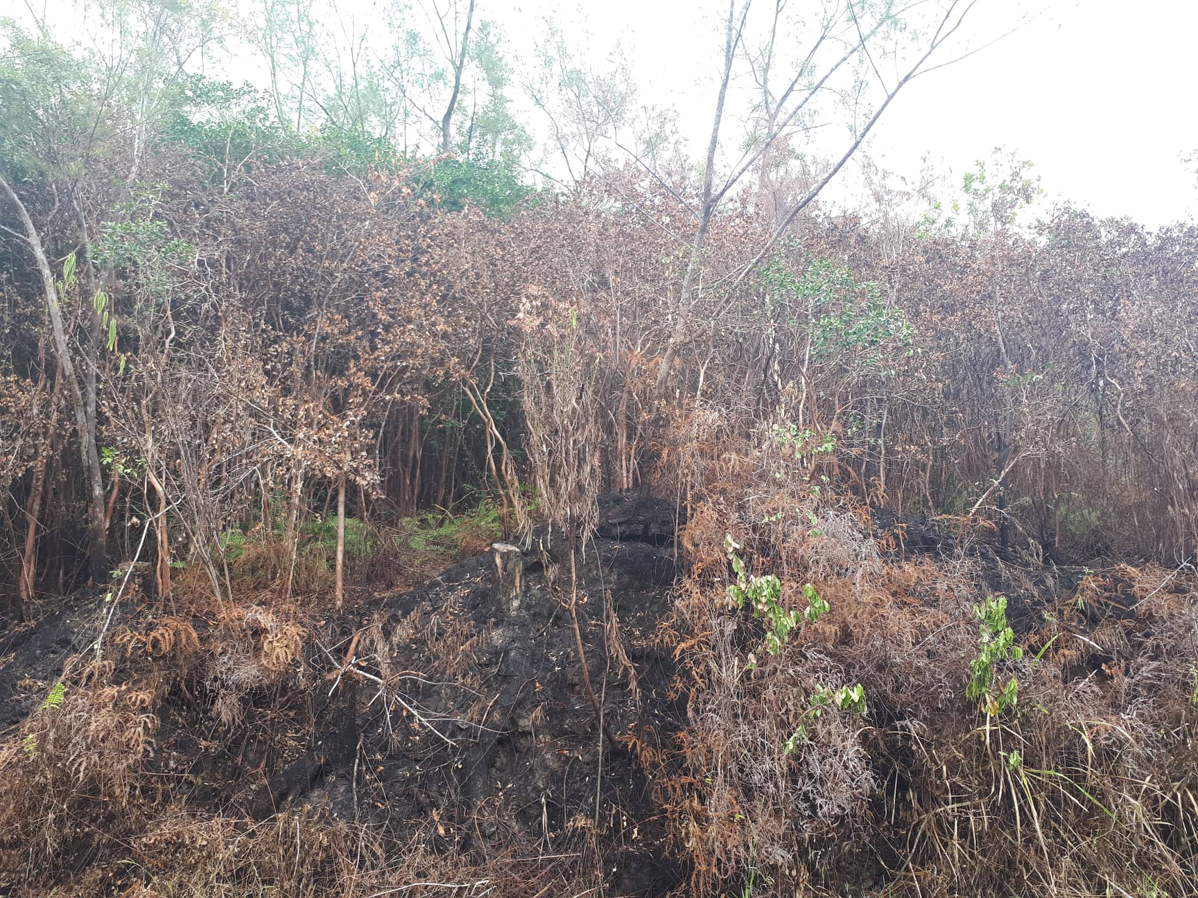 ?  Incendie Grand Brulé: L'ONF va étudier l'impact sur la faune et la flore