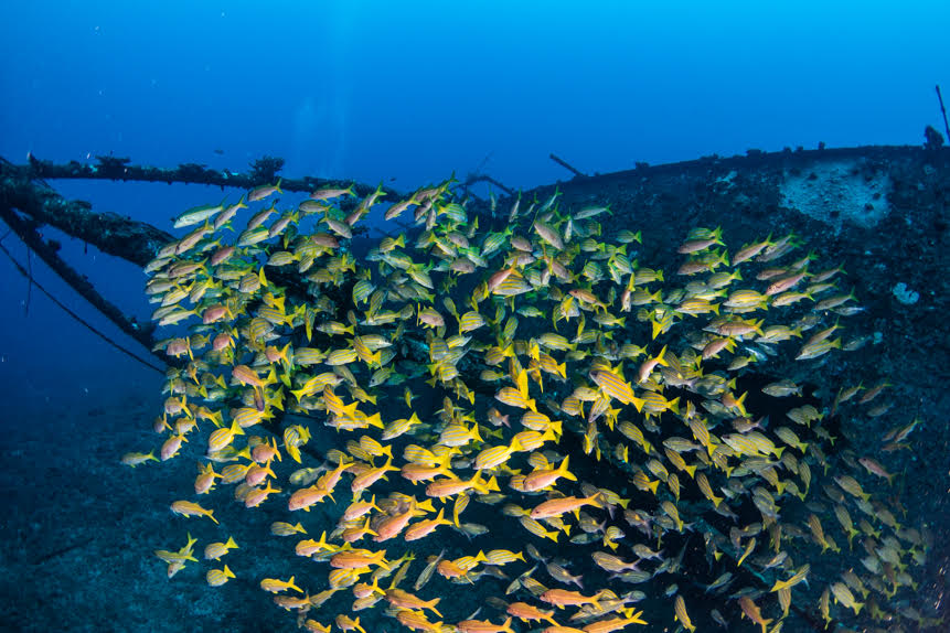 Des images sous-marines de l'épave du