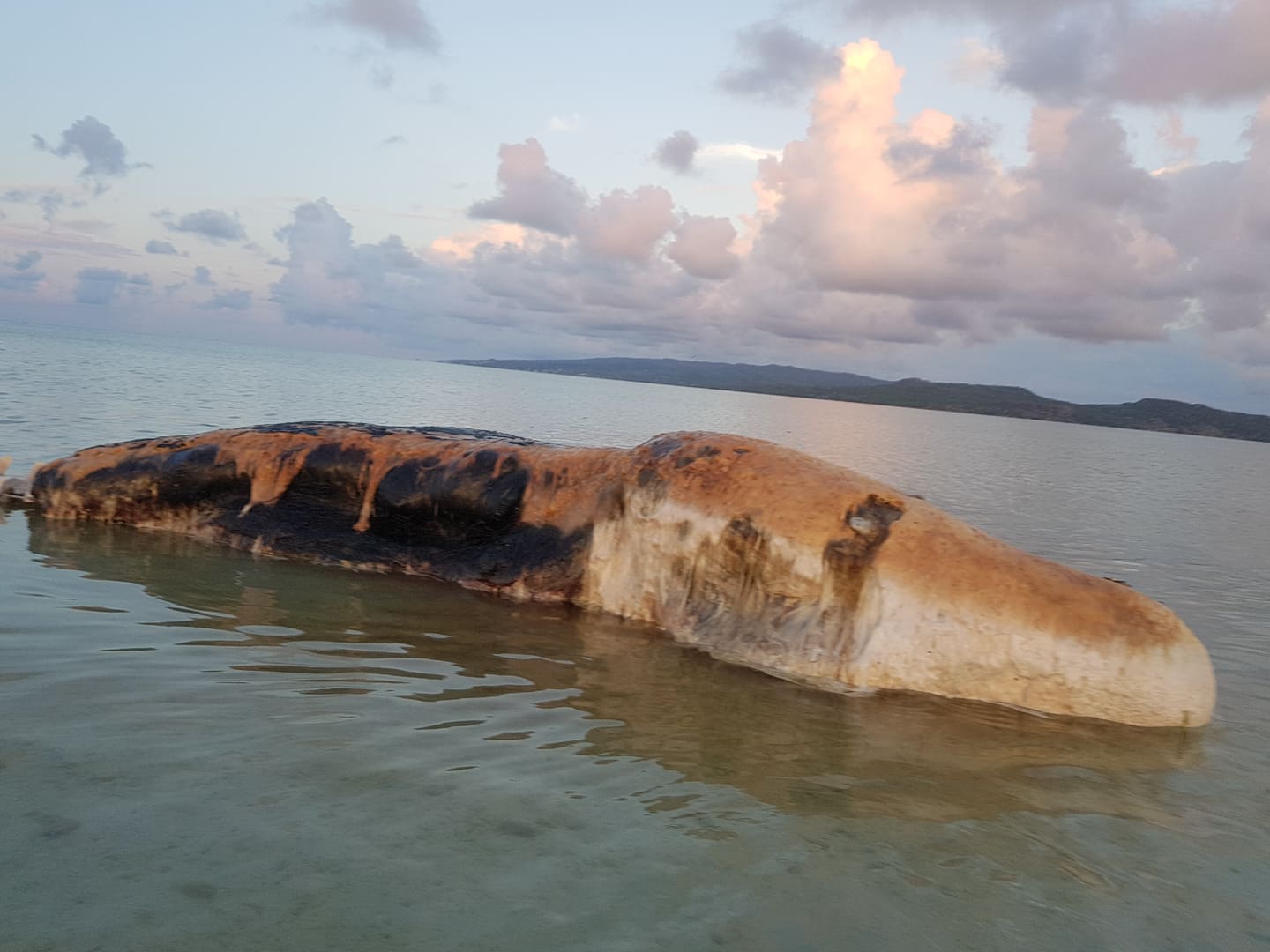 Rodrigues: Une baleine s'échoue et est à moitié dévorée