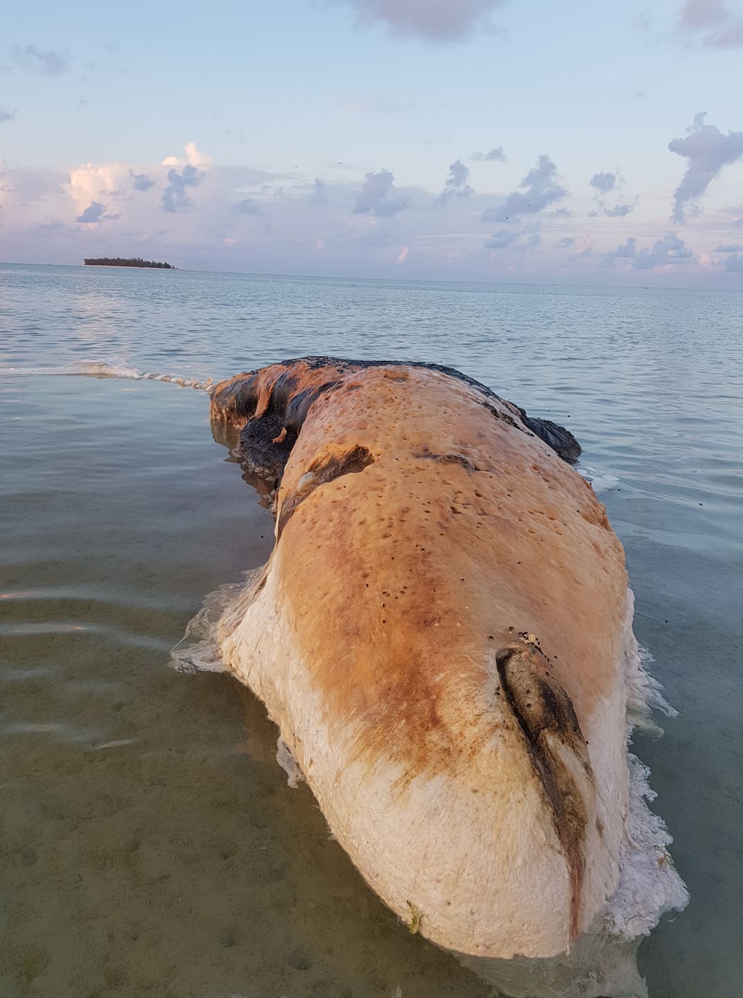 Rodrigues: Une baleine s'échoue et est à moitié dévorée