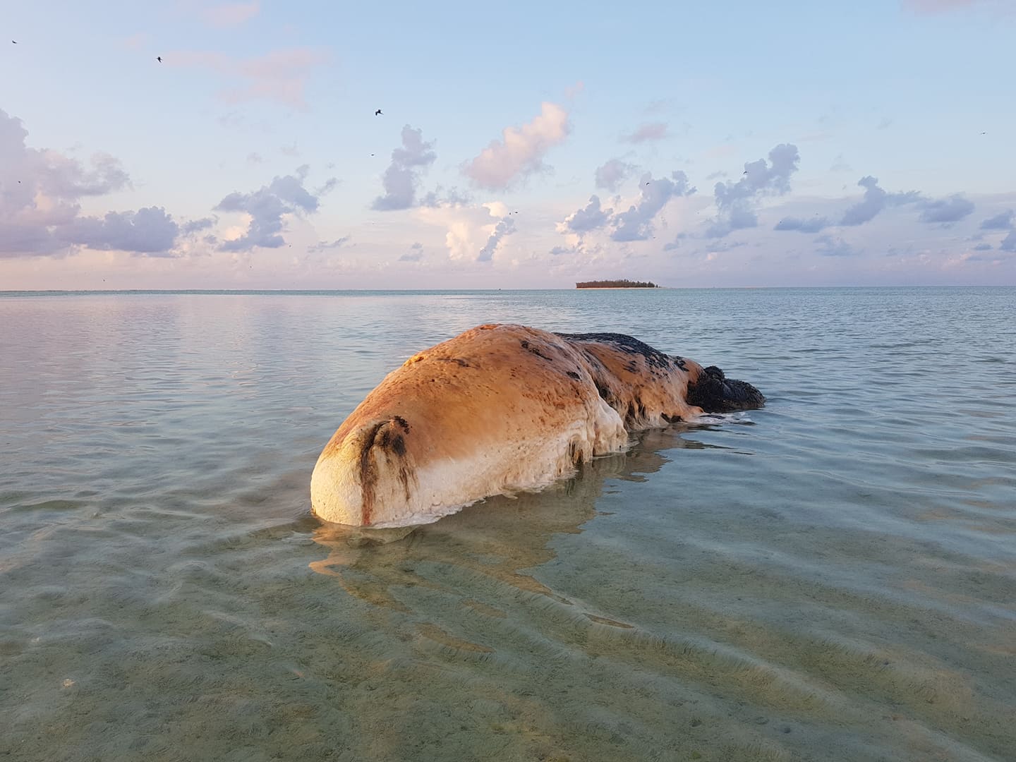 Rodrigues: Une baleine s'échoue et est à moitié dévorée