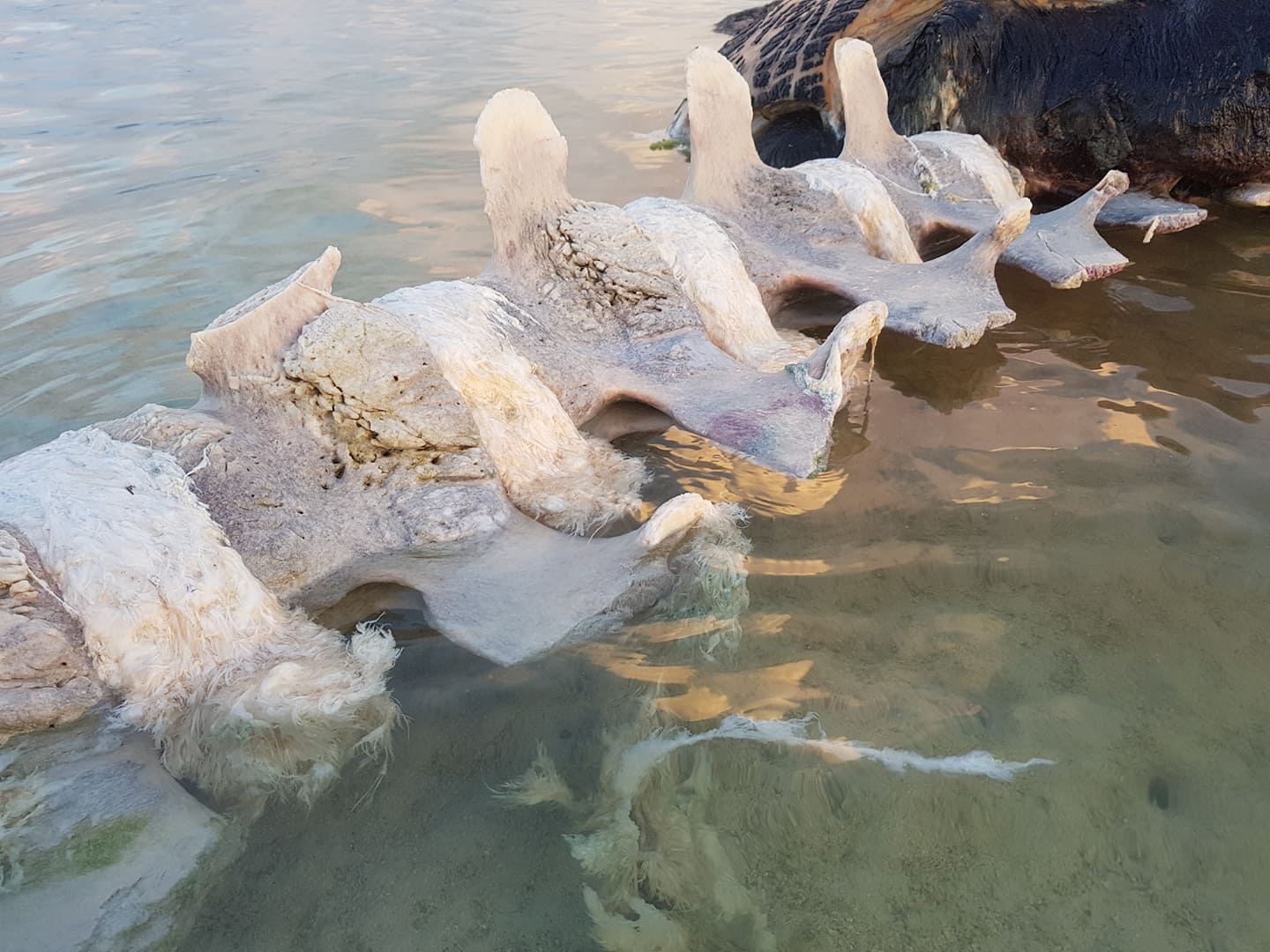 Rodrigues: Une baleine s'échoue et est à moitié dévorée
