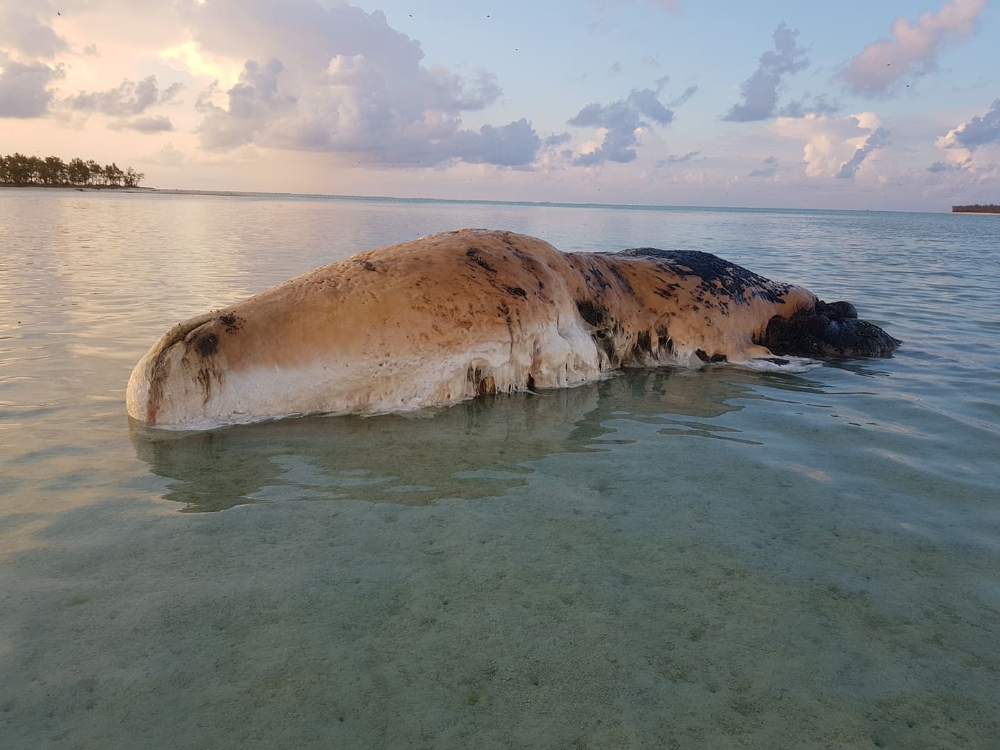 Rodrigues: Une baleine s'échoue et est à moitié dévorée