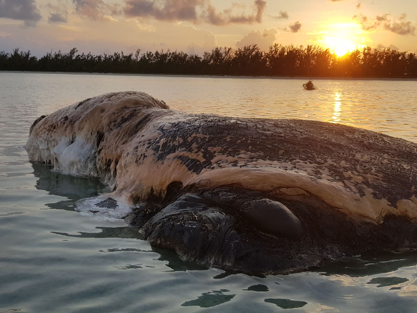 Rodrigues: Une baleine s'échoue et est à moitié dévorée