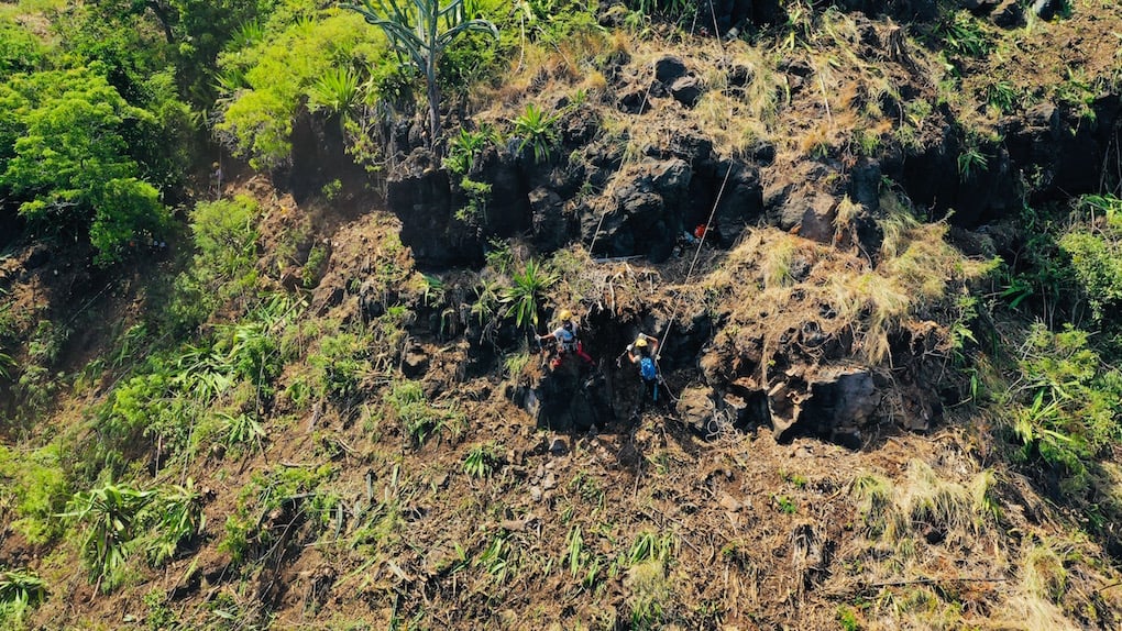 Un cabri pris au piège dans un filet de la route du Littoral