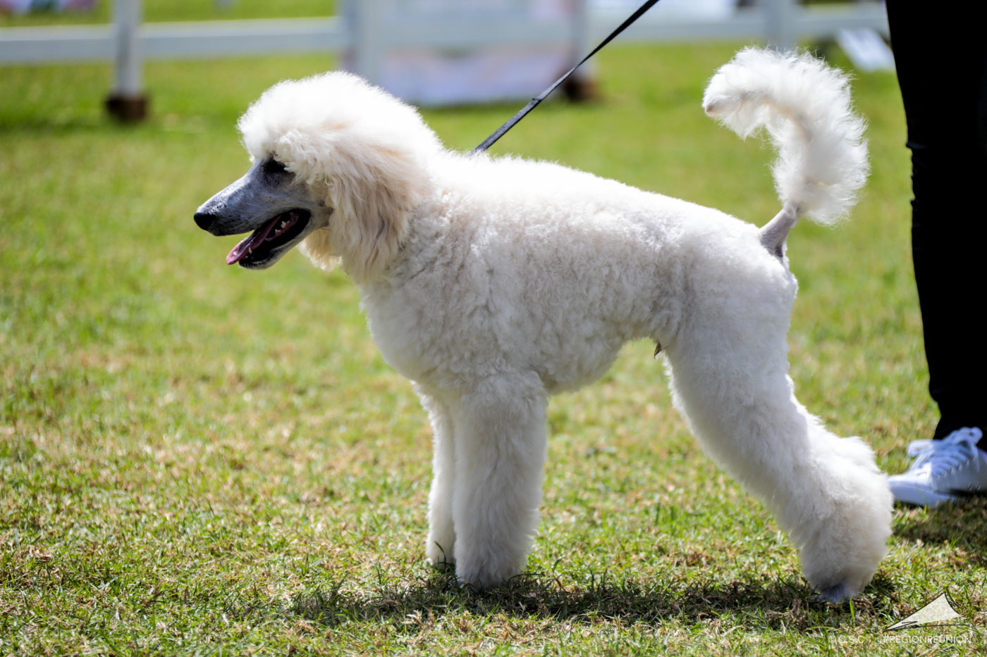 Exposition Canine Nationale de Trois-Bassins