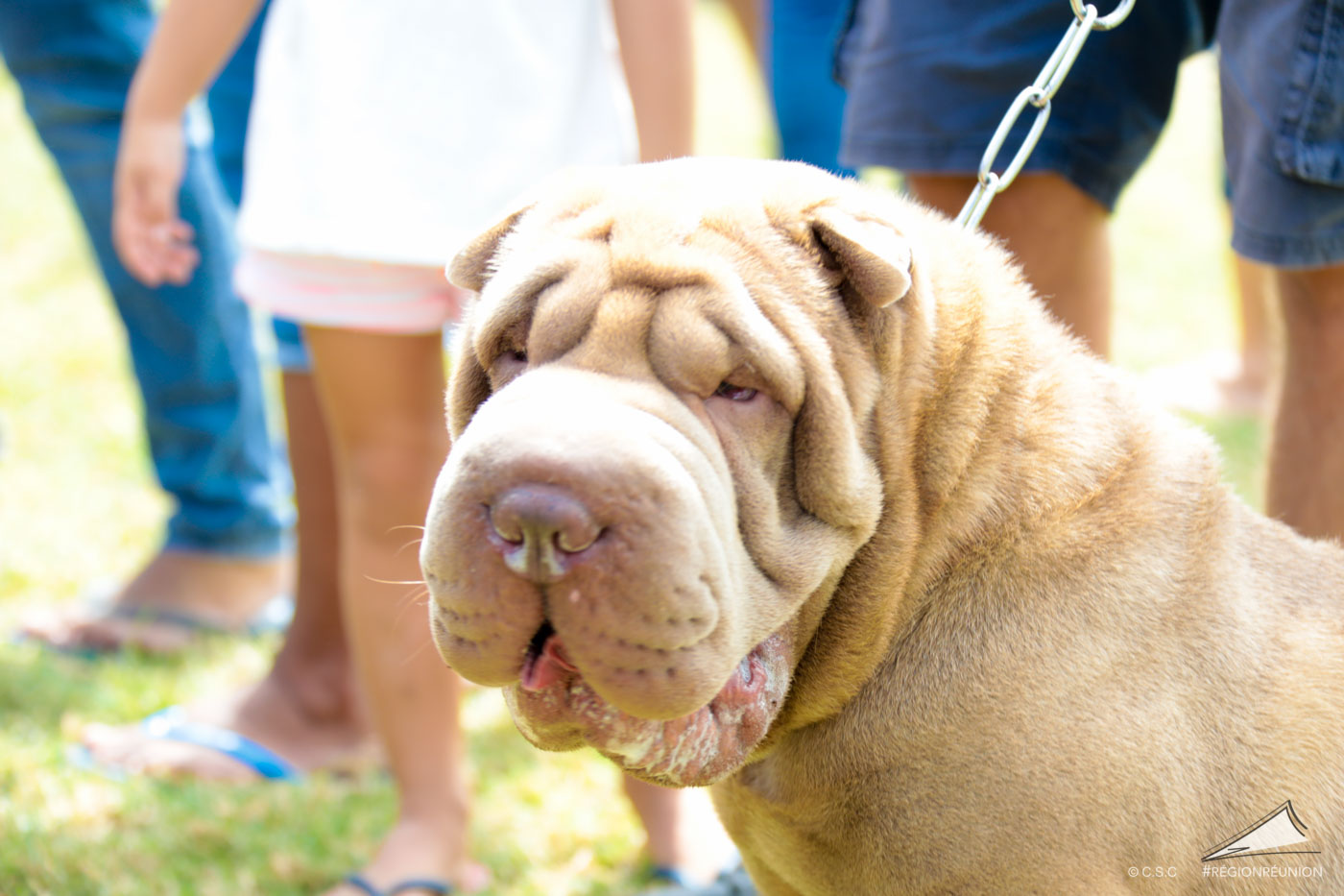 Exposition Canine Nationale de Trois-Bassins