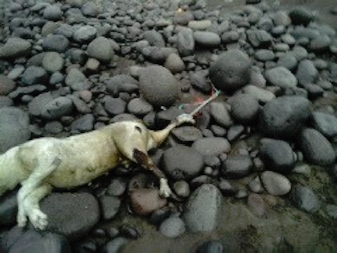 Un chien jeté à la mer les pattes attachées à un galet