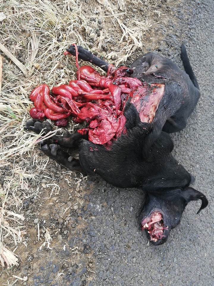 [Attention image choquante] Scène banale sur les routes réunionnaises