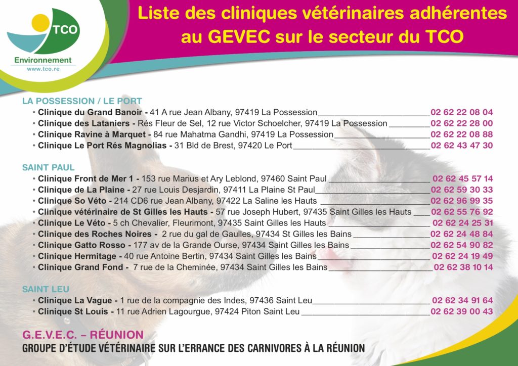 Lutte contre l’errance animale : une campagne de sensibilisation en cours dans les quartiers de Saint-Paul