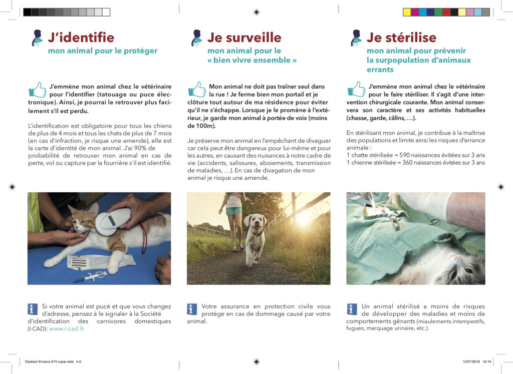 Lutte contre l’errance animale : une campagne de sensibilisation en cours dans les quartiers de Saint-Paul