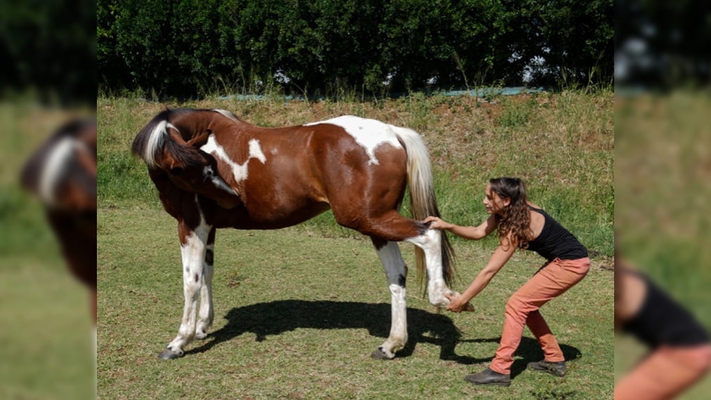 Ostéopathe pour les chevaux, c'est tout un métier ! 