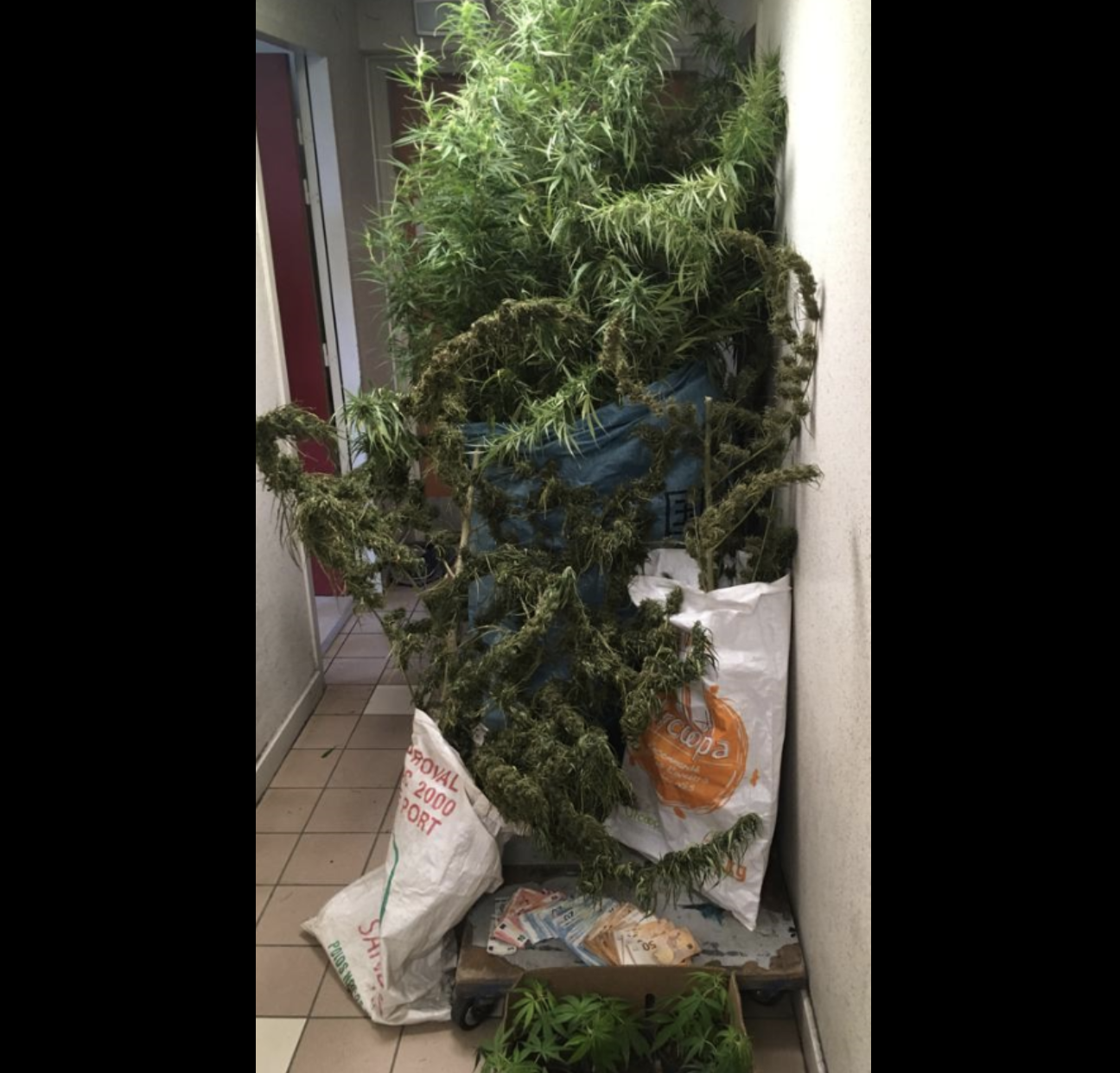 Un Dionysien interpellé à son domicile avec 55 plants de zamal